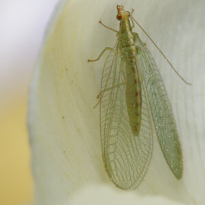 N4078463nikon.jpg