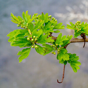 Frühling.jpg