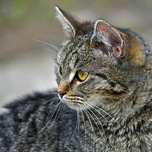katze_2.jpg