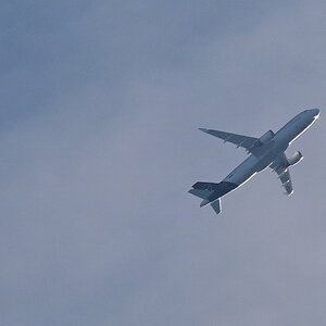 Birds in flight.jpg