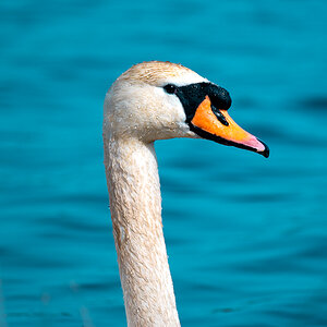 Schwan