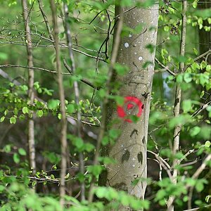 Wald_8.jpg