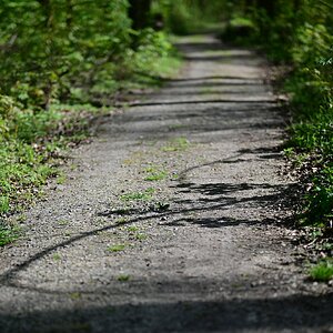 Wald_4.jpg