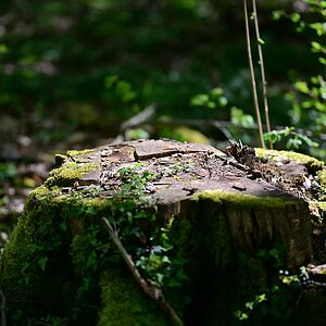 Wald_1.jpg