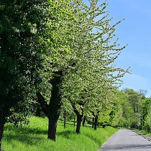 Frühling_4.jpg