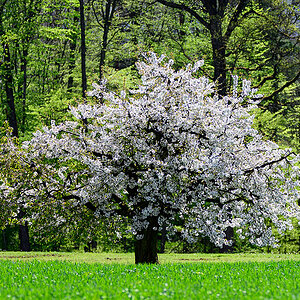 Baum.jpg