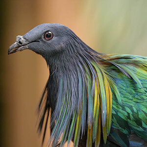 P1165390-2.jpg
