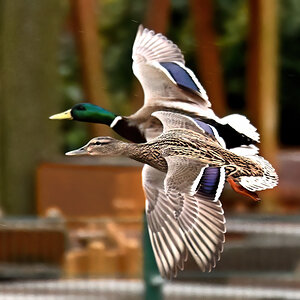 WK1_3013-D_NF.JPG