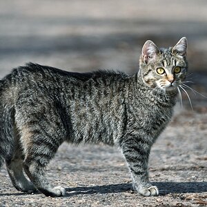 katze_3.jpg