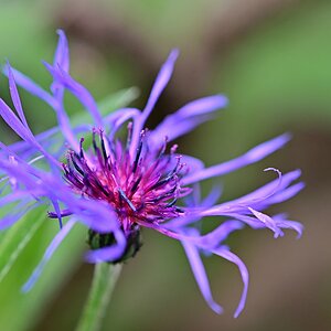 Kornblume-Blüte_Plena.jpg