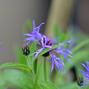 Kornblume-Knospen_Plena.jpg