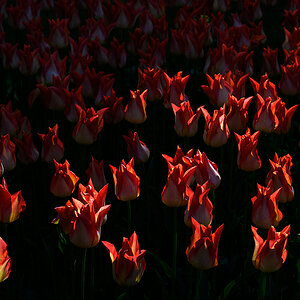 Tulpen_Z7A_6755_12.jpg