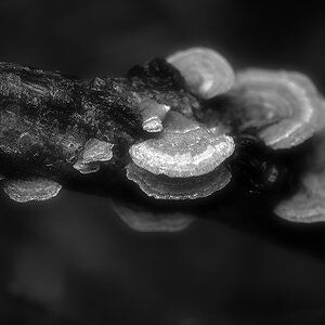 Samtiger Schichtpilz 3 BW-1.jpg