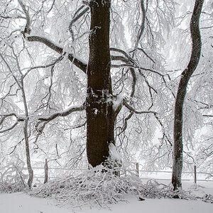 Baum.jpg