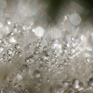 N4238989nikon.jpg