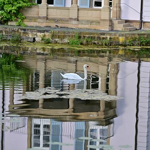 Plena-Spiegelung1.jpg