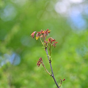 Plena_Äste-Bokeh7.jpg
