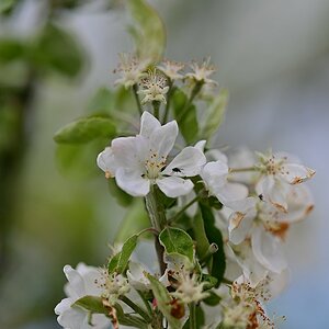 Plena_Äste-Bokeh2.jpg