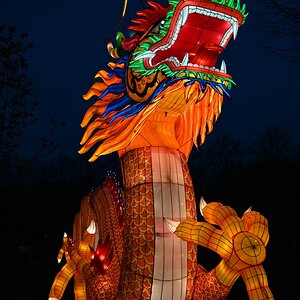 comp_001-Drache groß 1.jpg