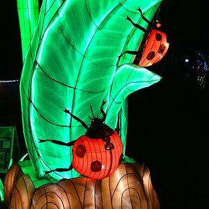 comp_007-Marienkäfer.jpg