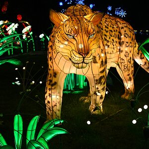 comp_008-Leopard.jpg