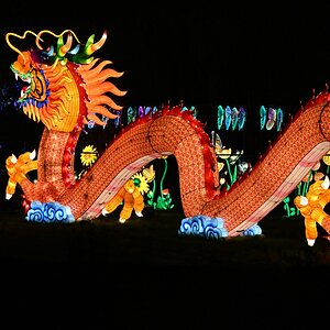 comp_009-Drache groß 3.jpg