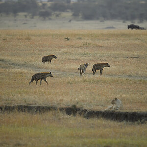 _5RG6169_20180726_065242_2595Masai Mara 2018_3444Masai Mara 2018.jpg