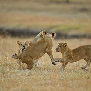 _5RG6247_20180726_065338_2617Masai Mara 2018_3466Masai Mara 2018.jpg
