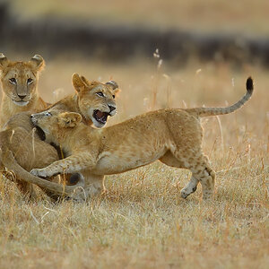 _5RG6256_20180726_065340_2626Masai Mara 2018.jpg