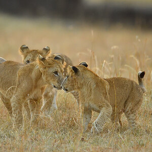 _5RG6266_20180726_065341_2636Masai Mara 2018_3485Masai Mara 2018-2.jpg