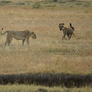_5RG6296_20180726_065430_2645Masai Mara 2018_3494Masai Mara 2018.jpg
