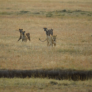 _5RG6298_20180726_065432_2647Masai Mara 2018_3496Masai Mara 2018.jpg