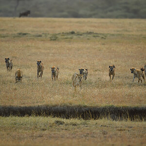 _5RG6306_20180726_065435_2655Masai Mara 2018_3504Masai Mara 2018.jpg