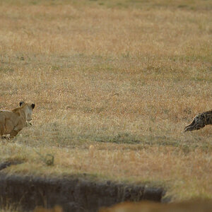 _5RG6326_20180726_065451_2675Masai Mara 2018_3524Masai Mara 2018.jpg
