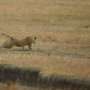_5RG6330_20180726_065451_2678Masai Mara 2018_3527Masai Mara 2018.jpg
