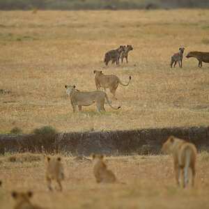 _5RG6355_20180726_065613_2692Masai Mara 2018_3541Masai Mara 2018.jpg