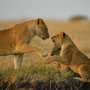 _5RG6380_20180726_070300_2695Masai Mara 2018_3544Masai Mara 2018.jpg