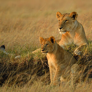 _5RG6446_20180726_070458_2700Masai Mara 2018_3549Masai Mara 2018.jpg