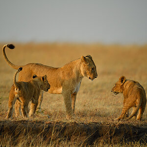 _5RG6600_20180726_070900_2719Masai Mara 2018_3568Masai Mara 2018.jpg