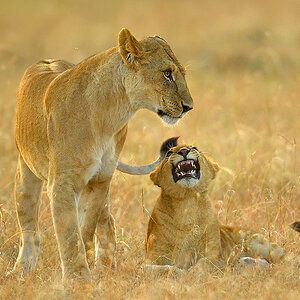 _5RG6705_20180726_071226_2727Masai Mara 2018.jpg