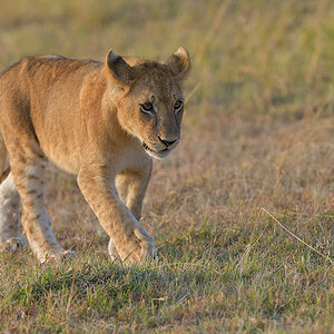 _85R4362_20180726_072158_3091Masai Mara 2018_3879Masai Mara 2018.jpg