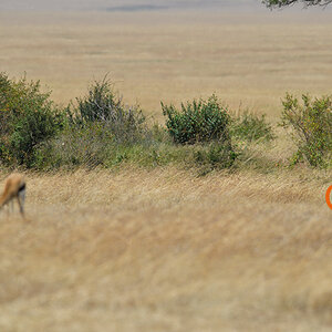 _5RG7038_20180726_113603_2744Masai Mara 2018_3593Masai Mara 2018-1200-2.jpg