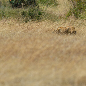 _5RG7045_20180726_114347_2750Masai Mara 2018_3599Masai Mara 2018.jpg