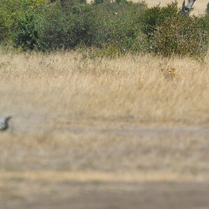_5RG7052_20180726_121648_2754Masai Mara 2018_3603Masai Mara 2018.jpg