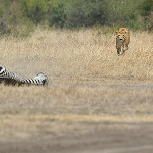 _5RG7066_20180726_121652_2768Masai Mara 2018_3617Masai Mara 2018.jpg