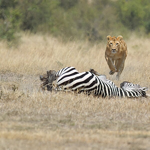 _5RG7092_20180726_121656_2793Masai Mara 2018_3642Masai Mara 2018.jpg