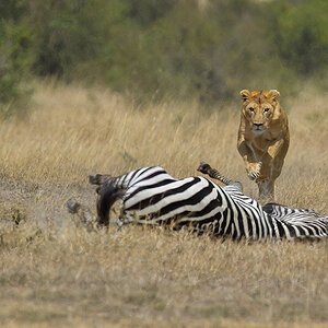 _5RG7093_20180726_121657_2794Masai Mara 2018_3643Masai Mara 2018-2.jpg