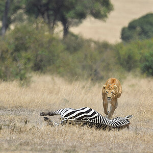 _5RG7096_20180726_121657_2797Masai Mara 2018.jpg