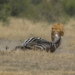 _5RG7099_20180726_121657_2800Masai Mara 2018_3649Masai Mara 2018.jpg