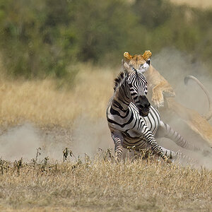 _5RG7109_20180726_121658_2810Masai Mara 2018_3659Masai Mara 2018-2.jpg